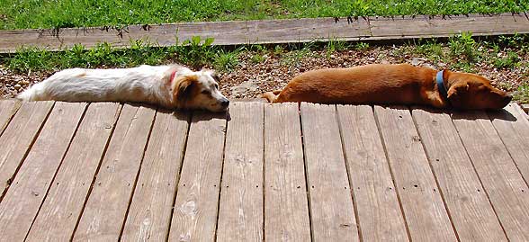 dogs-on-porch