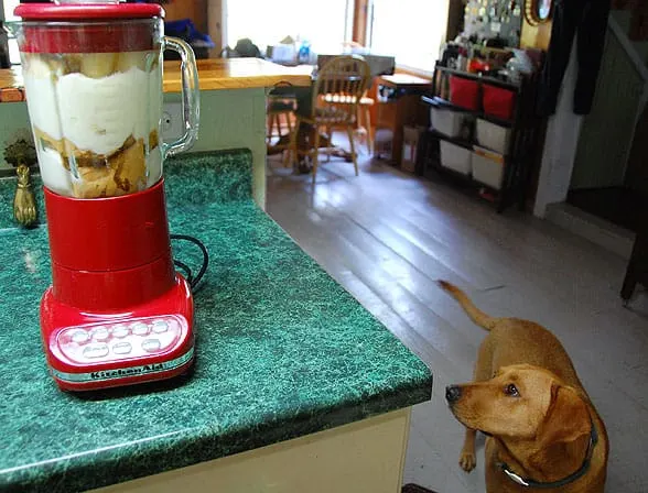 Dog watching blender 