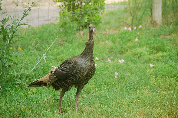 turkey-looking