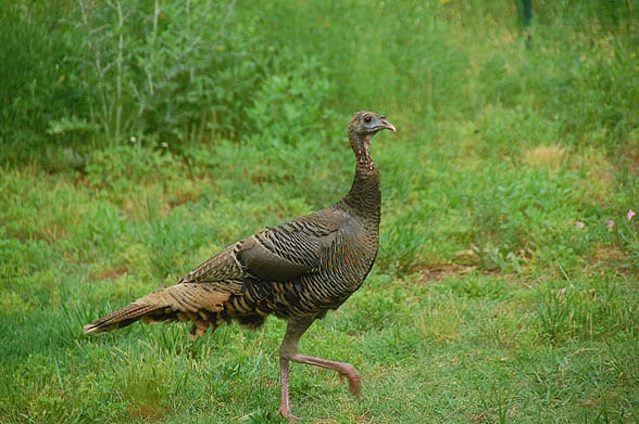 turkey-walking