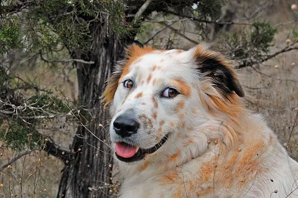 Border Collie Health Panel  Veterinary Genetics Laboratory