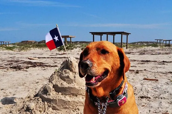 are dogs allowed in texas state parks