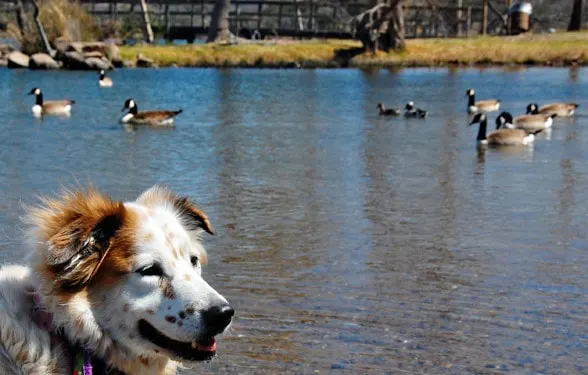 are dogs allowed at duck lake state park