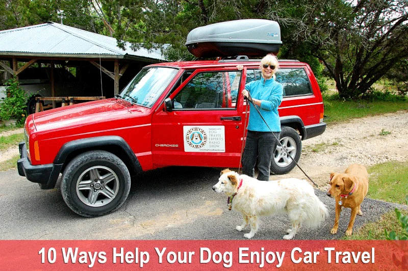 whats the best way for a dog to travel in a car