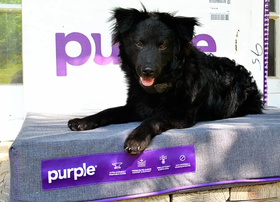 Purple mattress hot sale for dogs