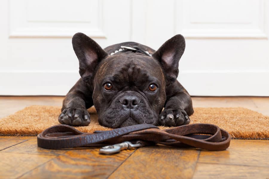 5 Things You Should Know Before Buying A Dog Door