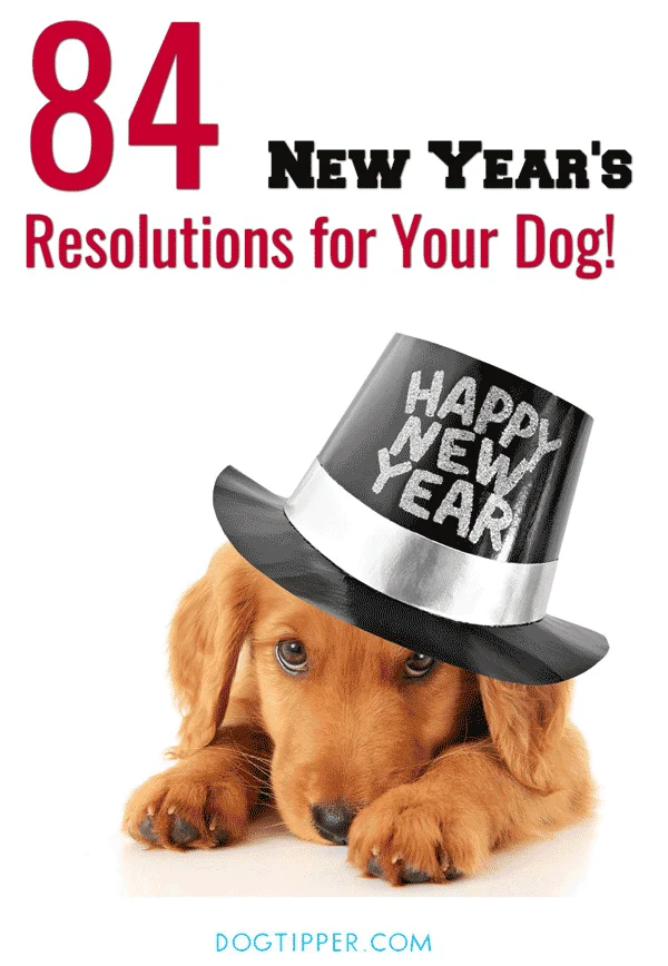 New Year, New Goals: 8 New Year's Resolutions for Your Pet - Vet in Fairfax  California