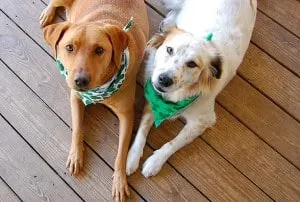 dogs-waiting-for-treats