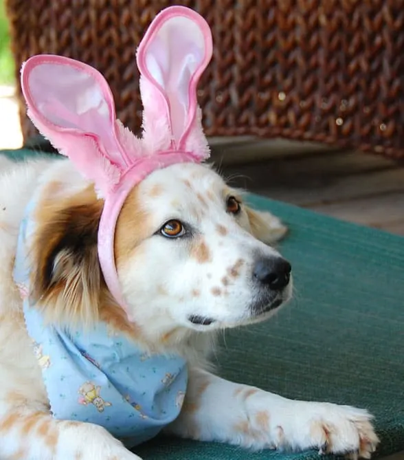 easter-tiki-ears