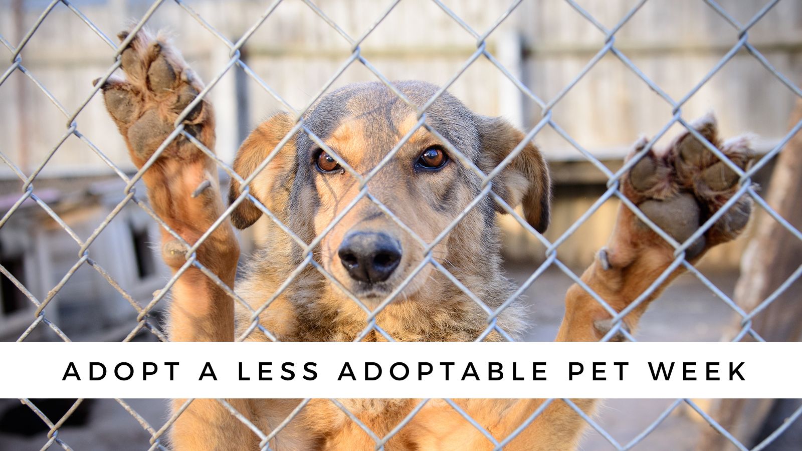 Adopt a Less Adoptable Pet Week