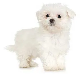 maltese-2