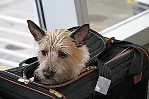 dog-airline-carrier