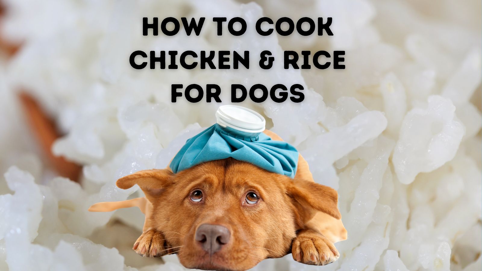 does rice show up in dog poop