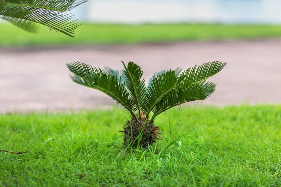 palm tree toxic to dogs