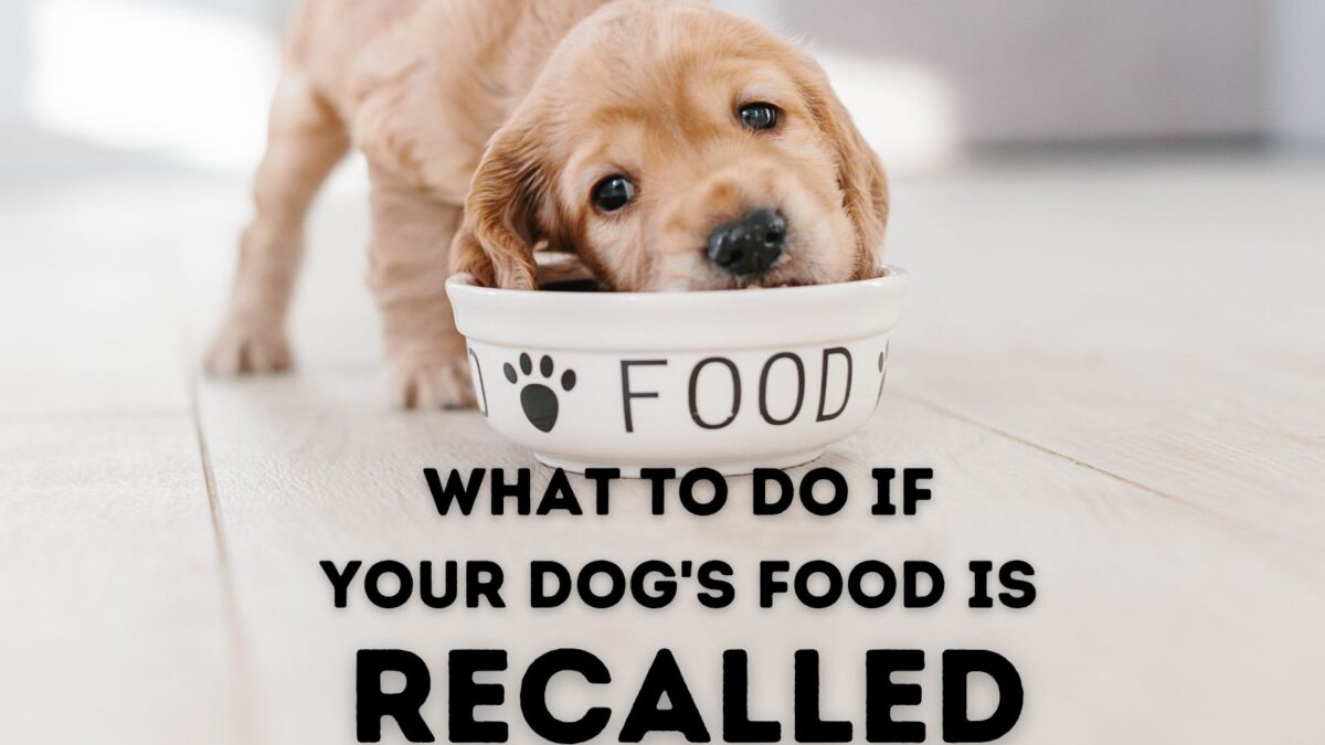 What To Do If Your Dog's Food is Recalled A Veterinarian's Tips
