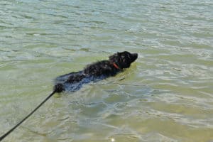 10 Tips for Taking Your Dog Swimming in a Lake or River