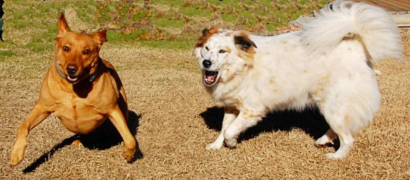 dogs-running-playingWEB