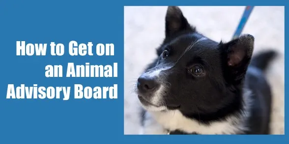 animal-advisory-board