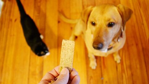 catnip dog treats