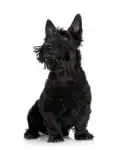 Scottish Terrier (9 years)