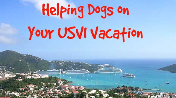 Heiping-Dogs-on-Your-USVI-Vacation