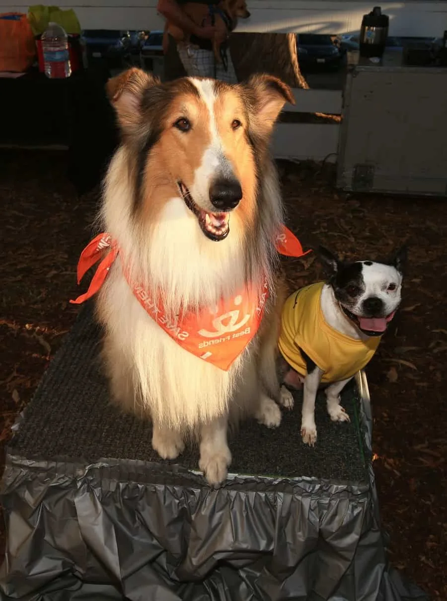 'Hector and the Search for Happiness' Participates in Best Friends Animal Society's Strut Your Mutt