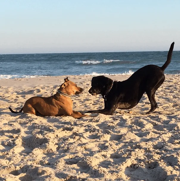 lilly-and-bella-playing