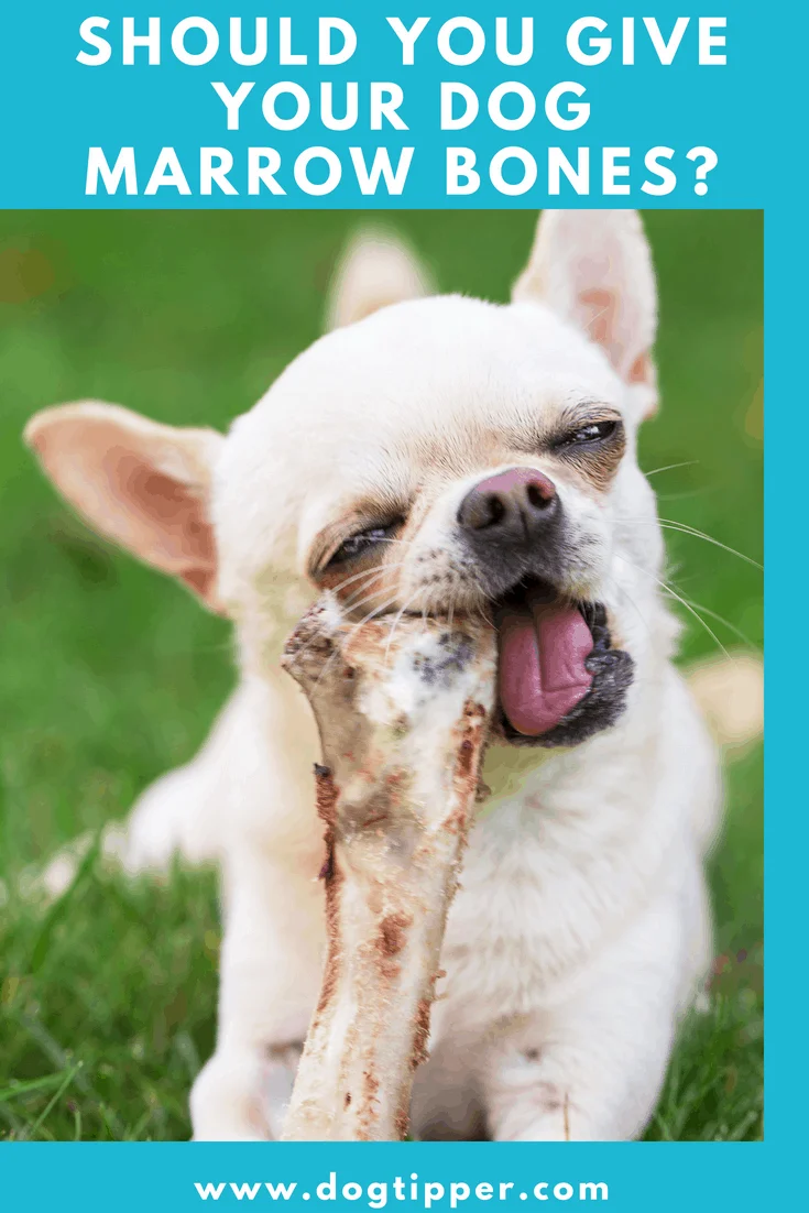 are bone marrow bones ok for dogs