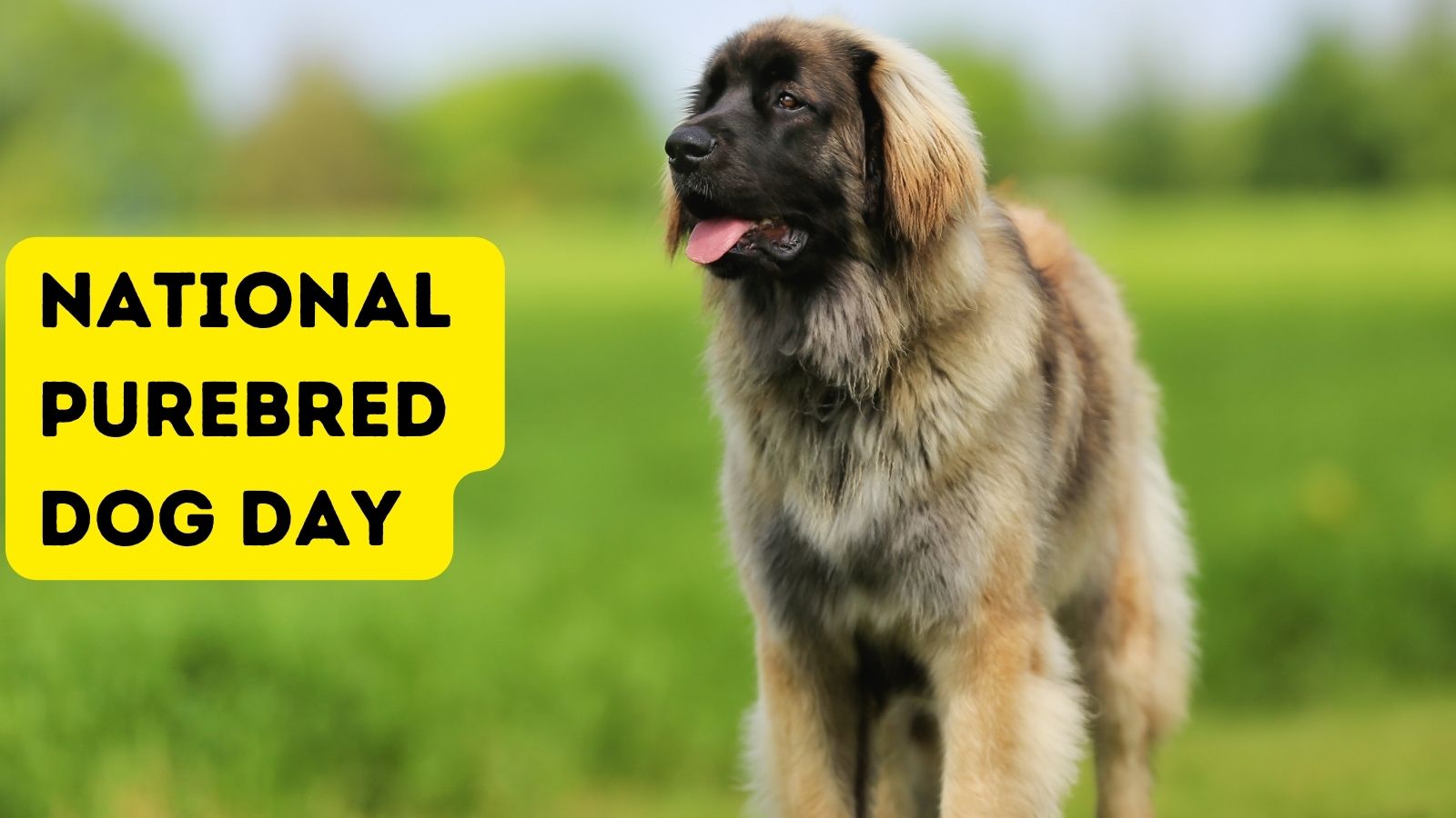 National Purebred Dog Day