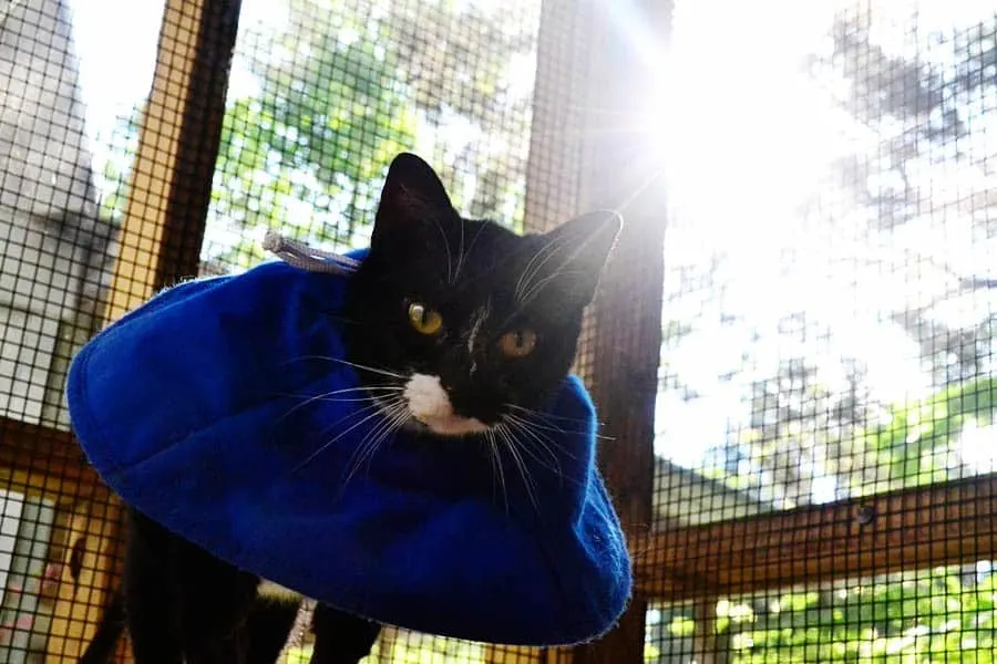 lucky-catio-sun