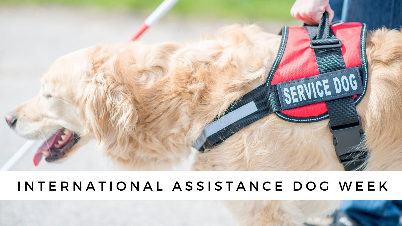 is an assistance dog the same as a service dog