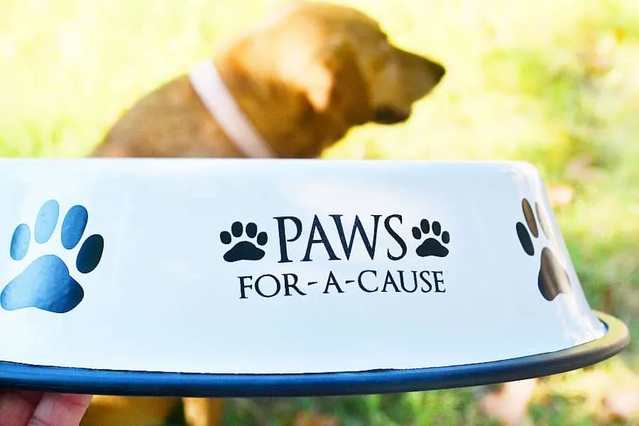 pawscause-bowl-irie-distance