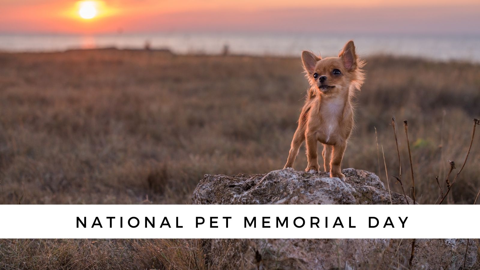 National Pet Memorial Day & Tips for Healing Following Loss of a Pet