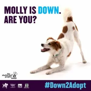 Down2Adopt