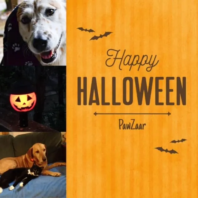 happy-halloween-pawzaar