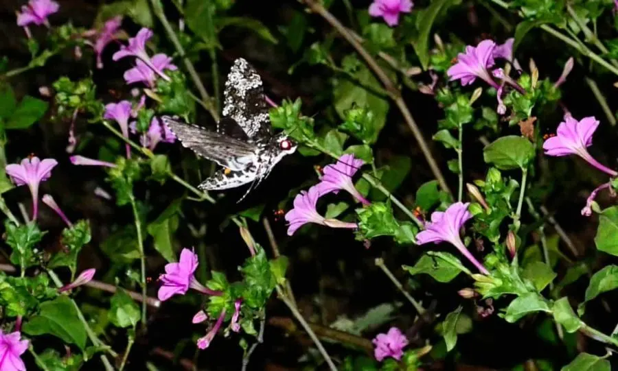 hummingbird-moth