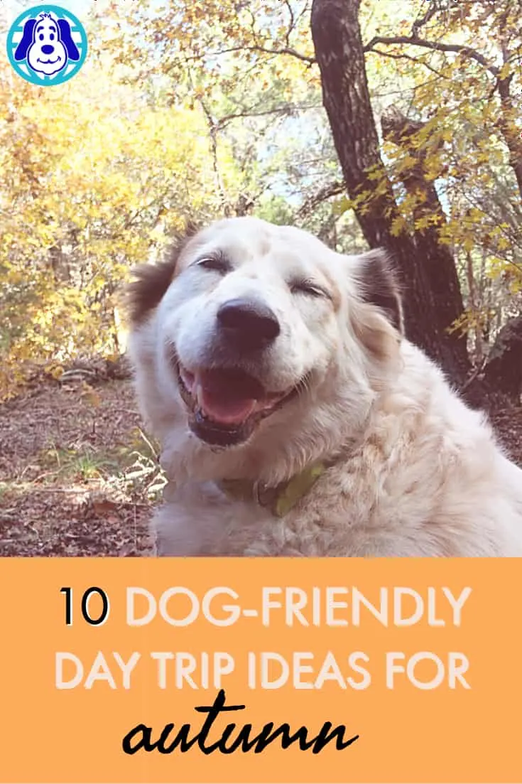 14 Fun Fall Activities for Dogs (and Their People)