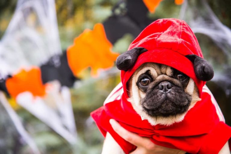 Dogfriendly Halloween Events