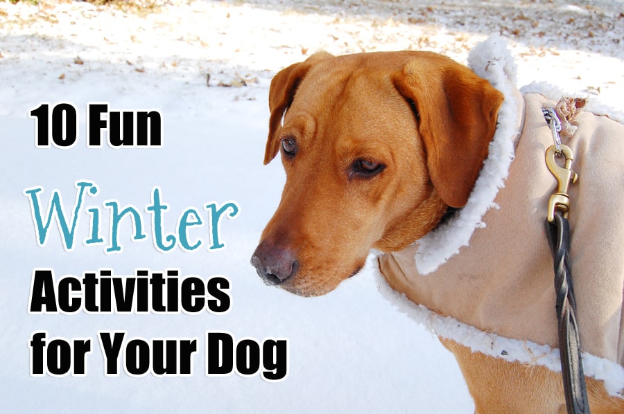 10-fun-winter-activities-for-your-dog