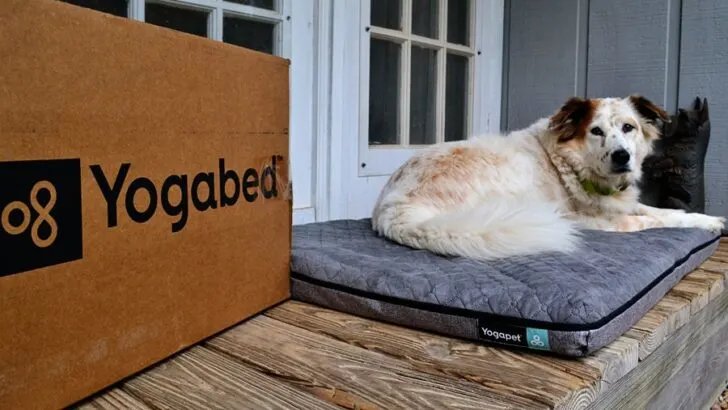 Yoga pet bed