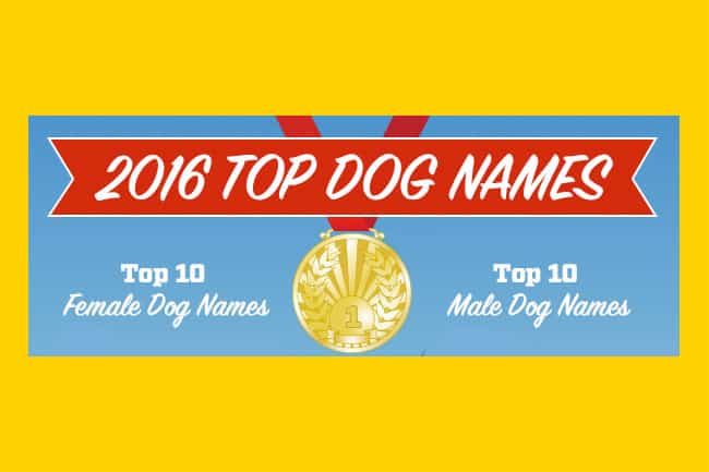 Top Dog Names of 2016