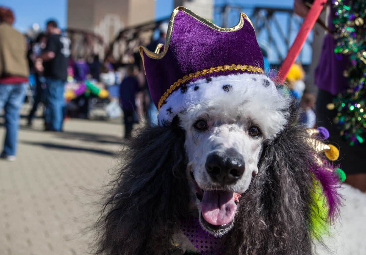 mardi gras dog parade 2025