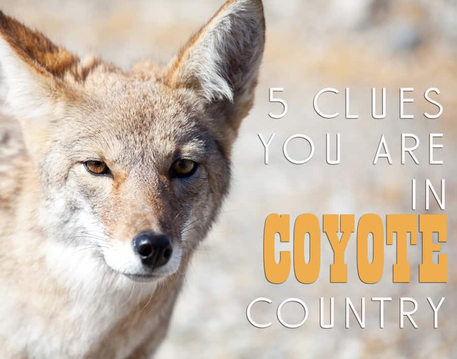 coyote poop