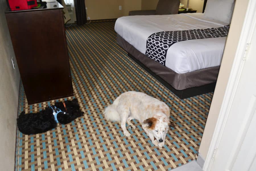 are dogs allowed in hotel rooms