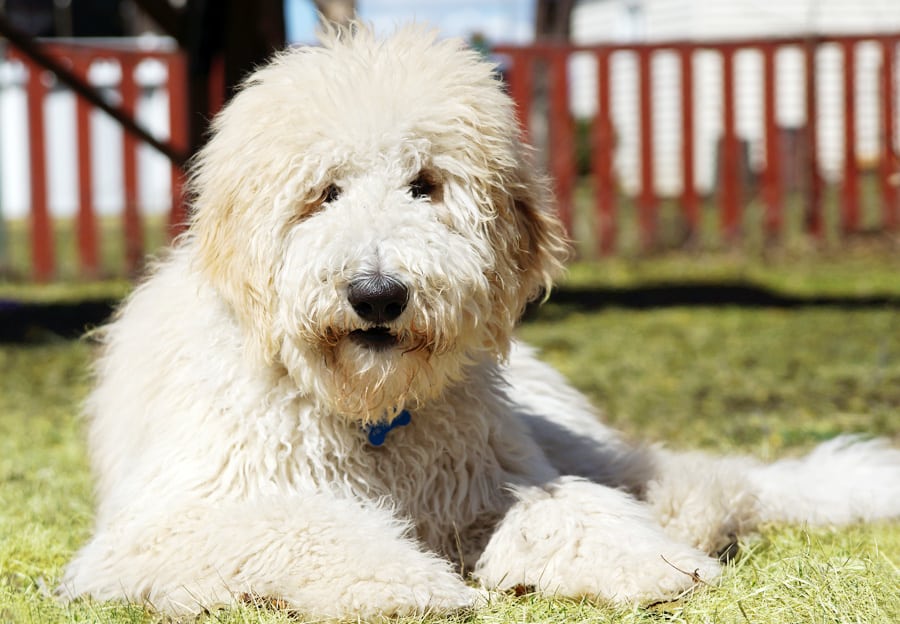 My Golden Doodle Won't Pee Outside