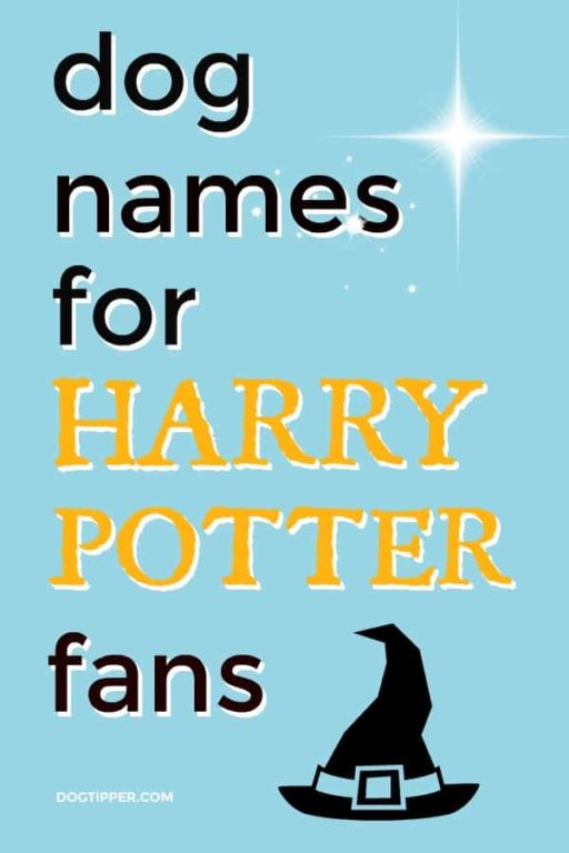 120+ Harry Potter Dog Names (& Their Meanings!)