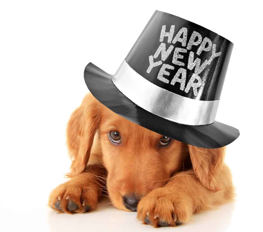 Albums 103+ Pictures Happy New Year Dog Images Sharp 10/2023
