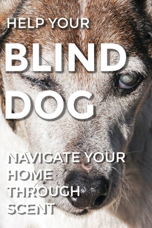 How Can You Help Your Blind Dog Maneuver Your Home through Scent?