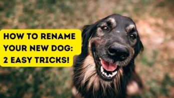 How to Rename A Dog: 2 Easy Tricks!