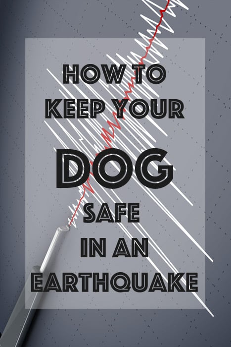 how can i protect my dog from earthquakes